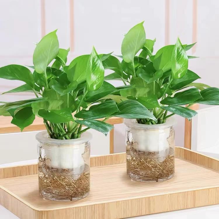 绿萝盆栽办公室吸甲醛室内盆景净化空气