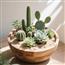[漠上小乐园]多肉仙人掌——懒人治愈系沙漠盆栽