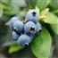 当即现摘一级鲜蓝莓