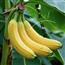 香蕉