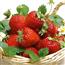 草莓