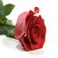 新鲜玫瑰9支