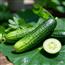 黄瓜