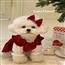 宠物圣诞裙子