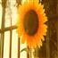 向日葵