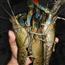 澳洲龙虾