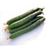 黄瓜