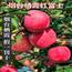 正宗山东烟台红富士苹果新鲜水果栖霞当季整箱现摘