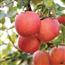 山东烟台红富士苹果