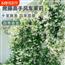 风车茉莉盆栽大苗垂丝爬藤蔓花卉耐寒阳台庭院绿植物四季开花耐热