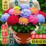 无尽夏绣球花苗盆栽带花苞四季开花卉绿植物室内阳台庭院老桩鲜花