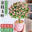金枝玉叶小盆栽老桩多肉植物棒棒糖招财精品盆景幼儿园内花卉绿植