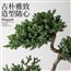 三层塔松诧寂风盆景造型植物办公室客厅桌面乔迁迎客松柏好养花卉