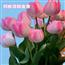 人工培育一级郁金香