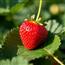 草莓