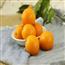 金橘