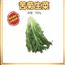 苦菊生菜500g