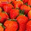 正宗丹东99草莓当季水果现摘东港九九红颜牛奶草莓整箱 