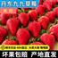 丹东草莓新鲜水果应季红颜99草莓3九九牛奶奶油大甜草莓5久久礼盒