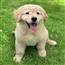 金毛幼犬纯种金毛活体健康金毛犬成年大型寻回犬宠物狗金毛幼崽 宠物级 公