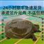 活甲鱼