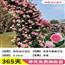 蔷薇花苗爬藤月季四季开花大苗浓香耐寒庭院爬藤植物藤本月季玫瑰