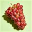 葡萄