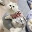 猫咪JK裙子宠物衣服