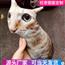丑猫抱枕定制印照片定做异形玩偶宠物枕头猫狗仿真礼物靠枕靠垫子