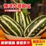 山东博洋九号甜瓜新鲜应季水果5斤装