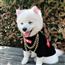 小型犬衣服可爱潮牌 一只柴犬