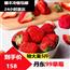 现货速发丹东99大草莓新鲜当季水果3斤礼盒装整盒包邮
