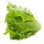 不打药新鲜生菜，健康美味