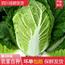 美味营养，有机无公害大白菜