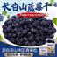 长白山野生蓝莓干