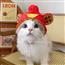 宠物可爱帽子狗狗猫咪