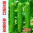 天然无公害有机荷兰进口坤之道苦瓜
