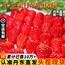 丹东新鲜红颜奶油纯天然草莓营养水果鲜嫩多汁现摘现装顺丰速发