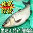 细鳞鱼
