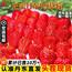 丹东99草莓礼盒装新鲜水果5斤红颜牛奶油九九草莓礼盒