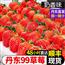 正宗丹东牛奶草莓鲜甜多汁新鲜现摘当季高档水果顺丰