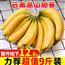 江洲高山甜香蕉9斤当季新鲜水果软香甜banana芭蕉大蕉批发包邮10
