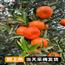 红橘