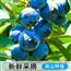 蓝莓专区-250g新鲜蓝莓