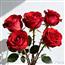 红玫瑰