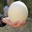 鸵鸟蛋