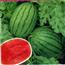 西瓜