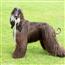 阿富汗猎犬