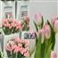 YOUR FLORA-郁金香鲜切花卉 水培 瓶插