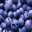 蓝莓